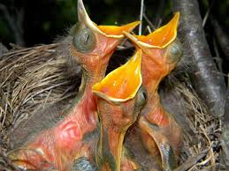 Attēlu rezultāti vaicājumam “Turdus merula nest”
