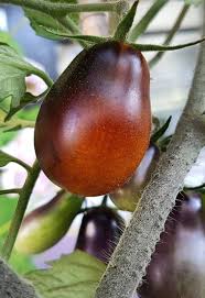 Afbeeldingsresultaat voor debarro black tomato