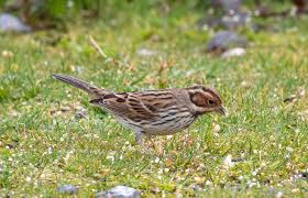 Image result for Emberiza pusilla