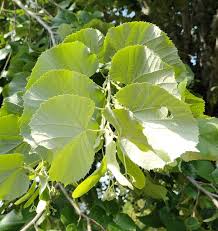 Attēlu rezultāti vaicājumam “Tilia”