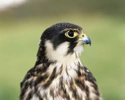 Attēlu rezultāti vaicājumam “Falco subbuteo”