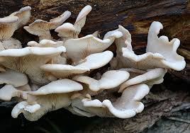 Attēlu rezultāti vaicājumam “Lentinellus ursinus”