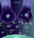CNSforum | The mechanism of action of amphetamine (high dose)