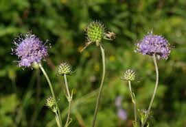 Image result for Succisa pratensis