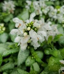 Attēlu rezultāti vaicājumam “Lamium”