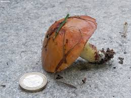 Attēlu rezultāti vaicājumam “Suillus granulatus”