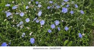 Image result for Zichorie