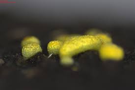 Attēlu rezultāti vaicājumam “Physarum sulphureum”