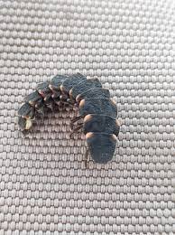 Attēlu rezultāti vaicājumam “Lampyris noctiluca larva”