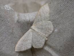 Attēlu rezultāti vaicājumam “Scopula floslactata”