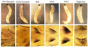 Attēlu rezultāti vaicājumam “Sciara analis”