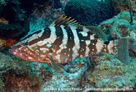 Image result for Epinephelus striatus