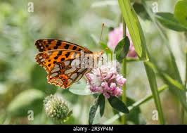 Attēlu rezultāti vaicājumam “Issoria lathonia underside”