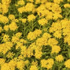 Attēlu rezultāti vaicājumam “Sedum aizoon leaf”