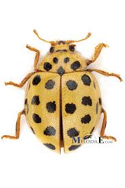 Attēlu rezultāti vaicājumam “Psyllobora vigintiduopunctata”