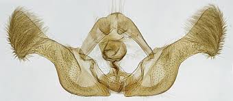 Attēlu rezultāti vaicājumam “Eucosma aspidiscana”