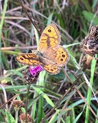 Attēlu rezultāti vaicājumam “Lasiommata megera female”