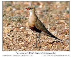 Image result for Glareola maldivarum