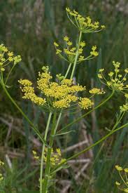Image result for Pastinaca sativa