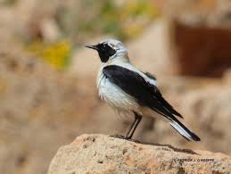 Image result for Oenanthe hispanica