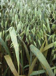 Attēlu rezultāti vaicājumam “Puccinia coronata”