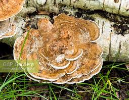 Attēlu rezultāti vaicājumam “Inonotus radiatus”