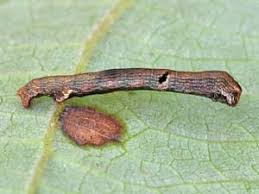 Attēlu rezultāti vaicājumam “Ectropis crepuscularia”