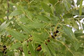 Attēlu rezultāti vaicājumam “Fraxinus excelsior bud”