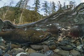 Image result for Oncorhynchus tshawytscha