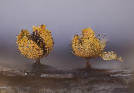 Attēlu rezultāti vaicājumam “Physarum bivalve sessile”