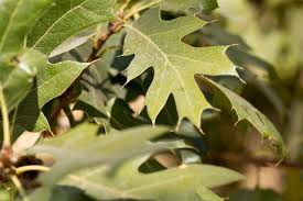 Attēlu rezultāti vaicājumam “Quercus”