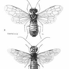 Attēlu rezultāti vaicājumam “Caenolyda reticulata”