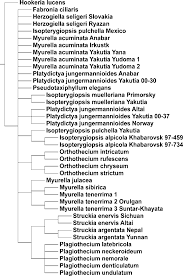 Attēlu rezultāti vaicājumam “Myurella julacea”