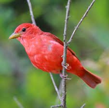 Image result for Piranga rubra