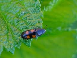 Attēlu rezultāti vaicājumam “Glischrochilus quadripunctatus”