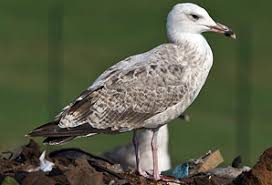 Image result for Larus cachinnans