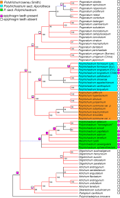 Attēlu rezultāti vaicājumam “Polytrichastrum pallidisetum cells”