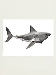 Image result for Lamna ditropis