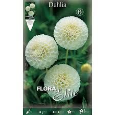 Image result for Dahlia `Snowflake`