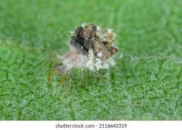 Attēlu rezultāti vaicājumam “Chrysopidae larva”