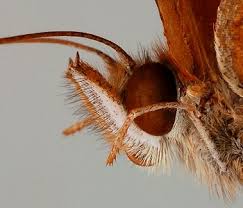 Attēlu rezultāti vaicājumam “Nymphalidae”