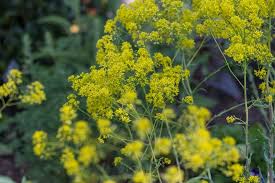 Image result for Isatis tinctoria