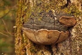 Attēlu rezultāti vaicājumam “Phellinus tremulae”