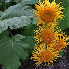 Attēlu rezultāti vaicājumam “Telekia speciosa leaf”