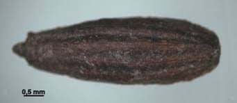 Attēlu rezultāti vaicājumam “Oenanthe aquatica fruit”