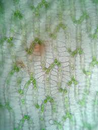 Attēlu rezultāti vaicājumam “Sphagnum cuspidatum”