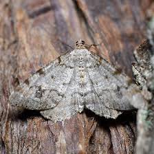 Attēlu rezultāti vaicājumam “Macaria signaria”