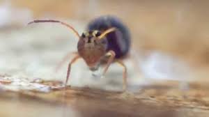 Attēlu rezultāti vaicājumam “Symphypleona”