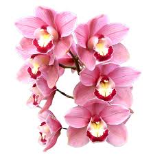 Attēlu rezultāti vaicājumam “Didymium aggregatum”