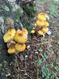 Attēlu rezultāti vaicājumam “Armillaria sp.”